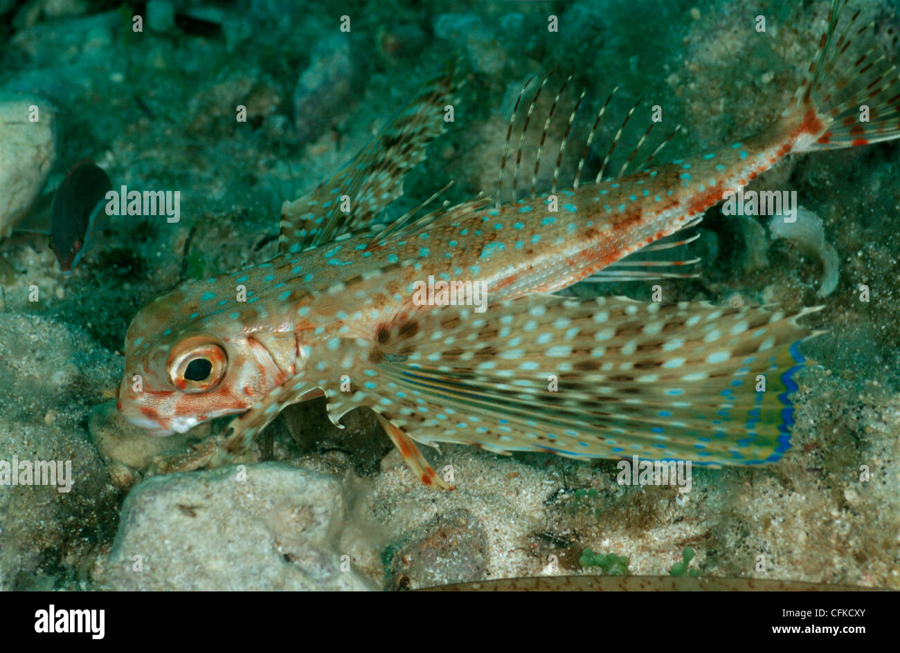 Flying gurnard fish, Dactylopterus volitans, photographed in the Mediterranean Sea. Stock Photo