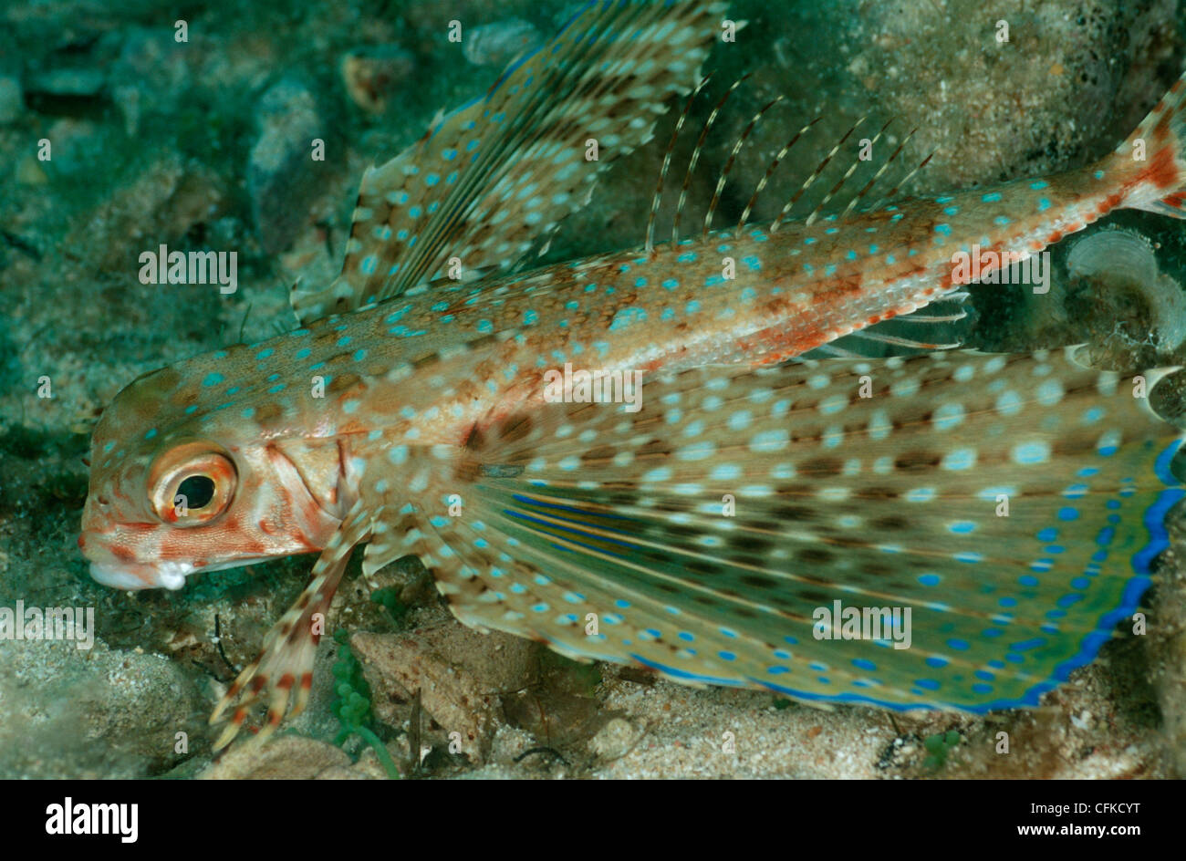 Flying gurnard fish, Dactylopterus volitans, photographed in the Mediterranean Sea. Stock Photo