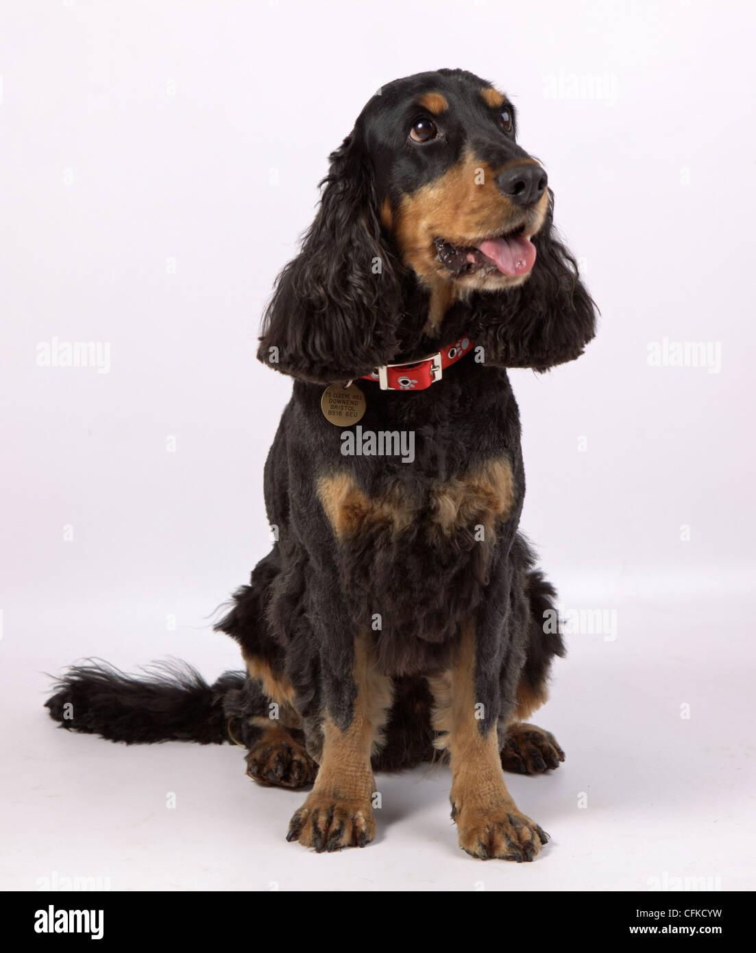 Cocker Spaniel Back Back and Tan English Cocker Spaniel Stock Photo - Alamy