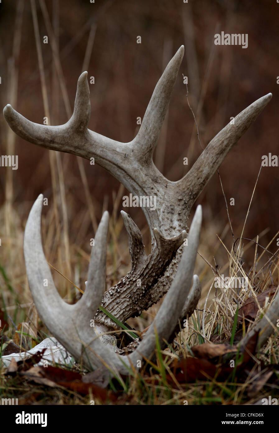 white tailed deer antlers in Kentucky meadow Stock Photo