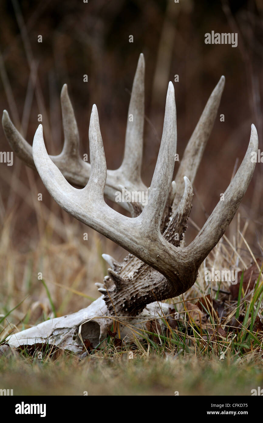 white tailed deer antlers in Kentucky meadow Stock Photo