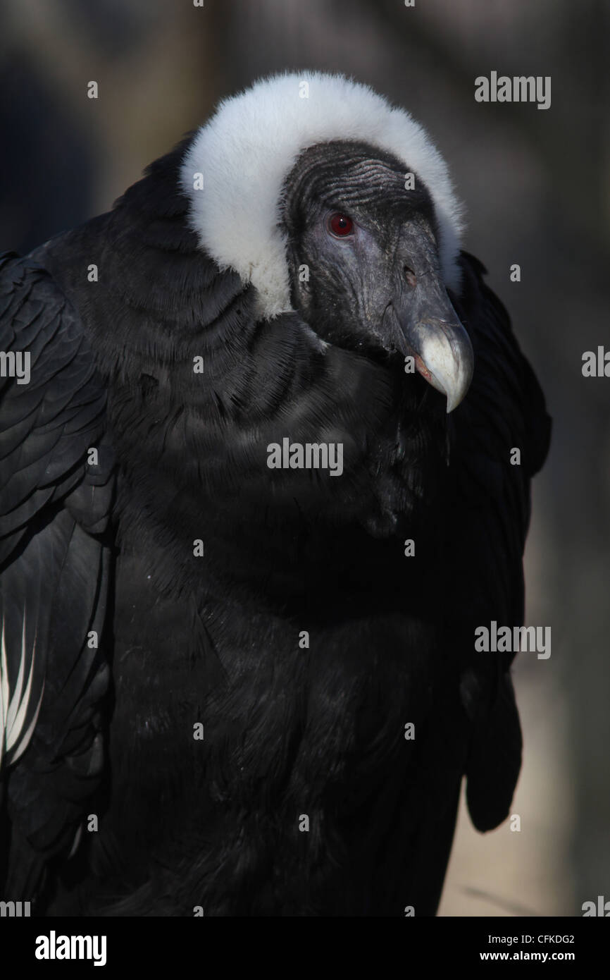 Andean Condor captive breeding Cincinnati Zoo Stock Photo
