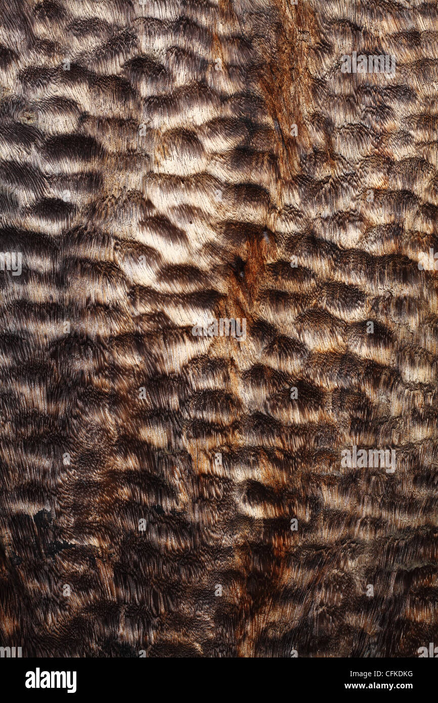 wood texture like leopard pattern Stock Photo