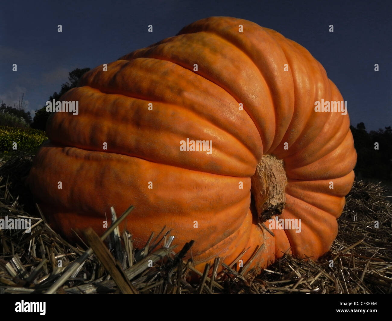 A large pumpkin of the squash or gourd family on display California