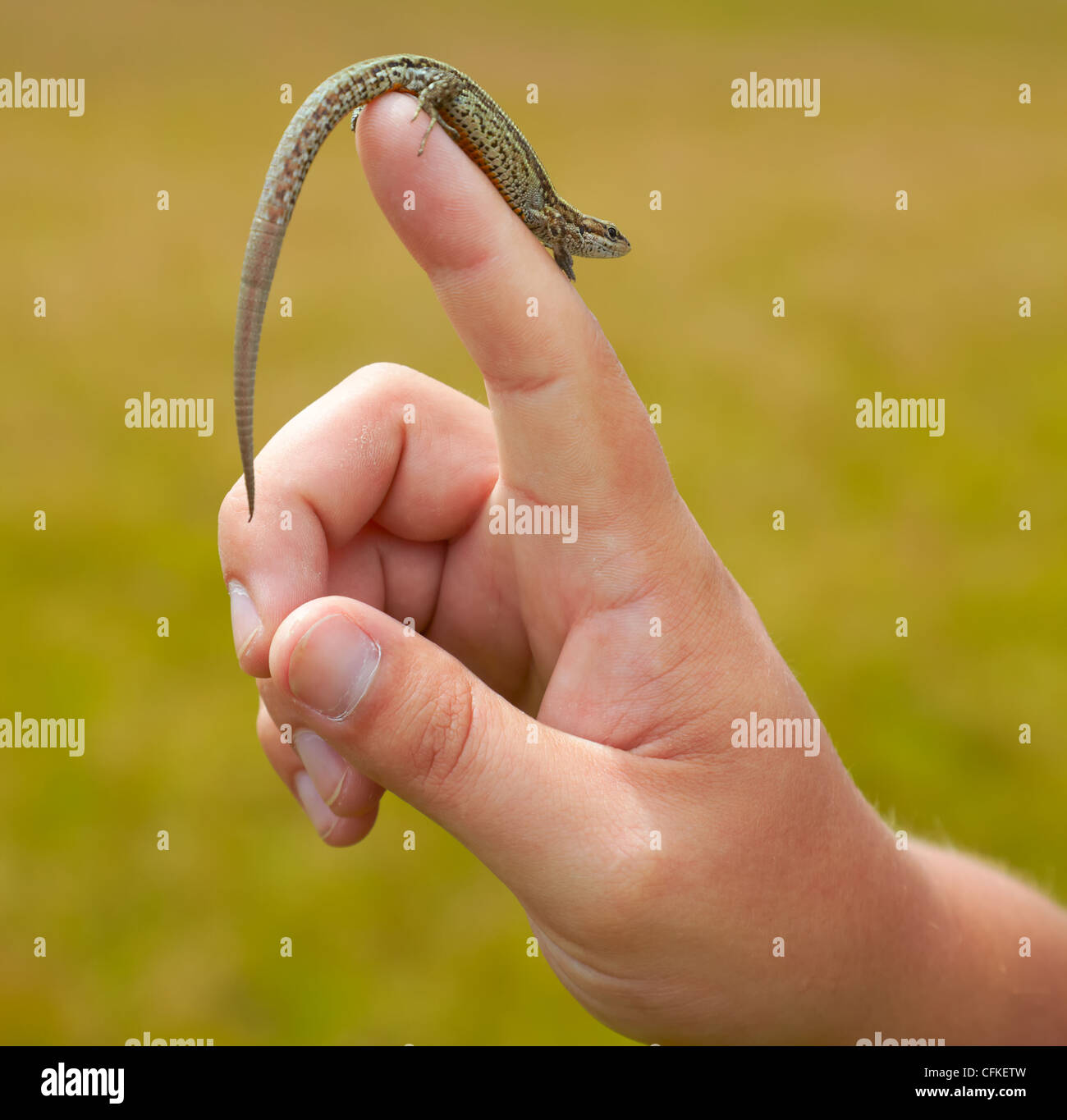 Viviparous lizard on the finger of a man in summer. Stock Photo