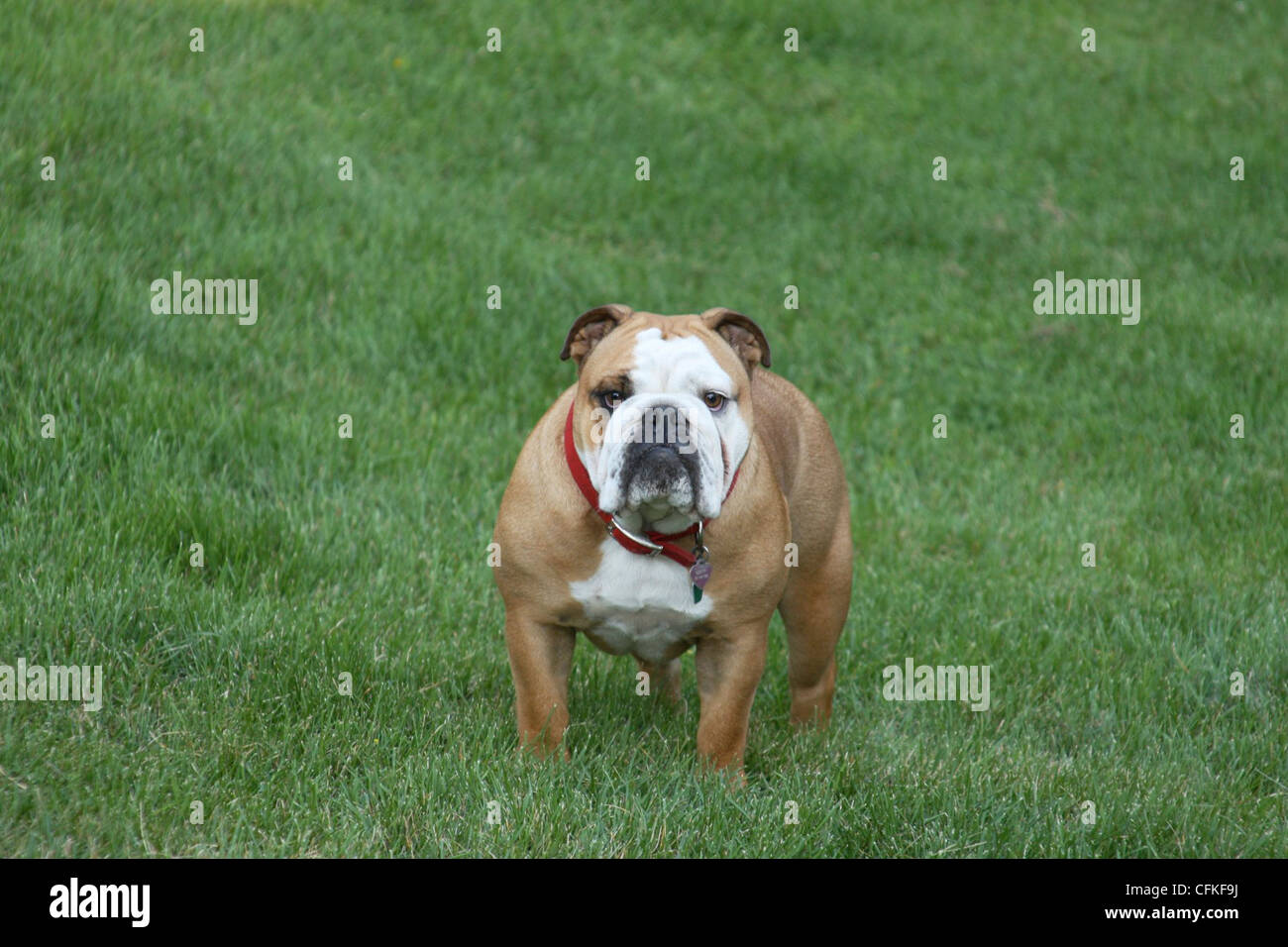 English Bulldog in backyard Stock Photo
