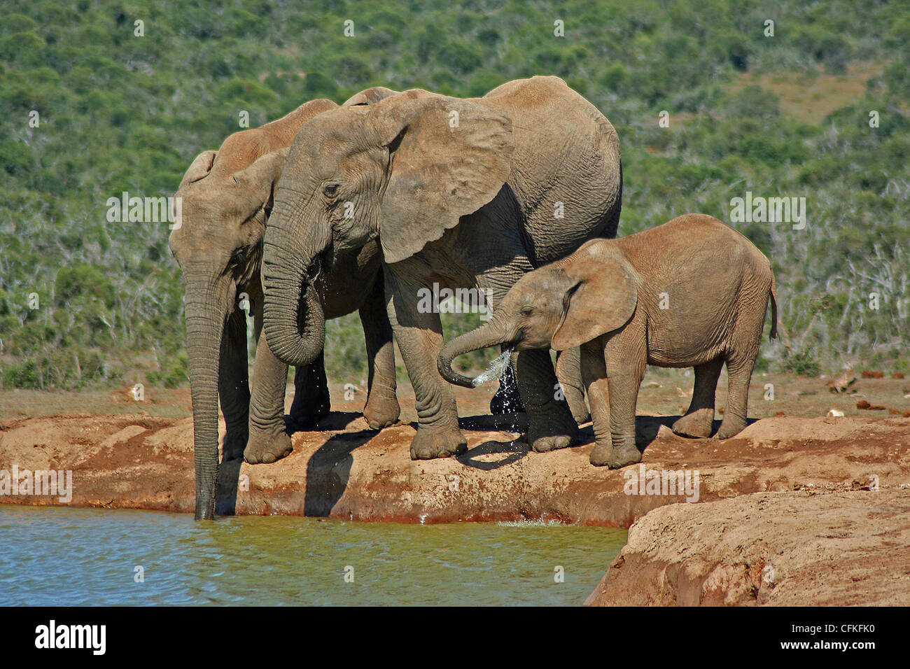 Elefant(s) at Addo National Par, South Africa Stock Photo