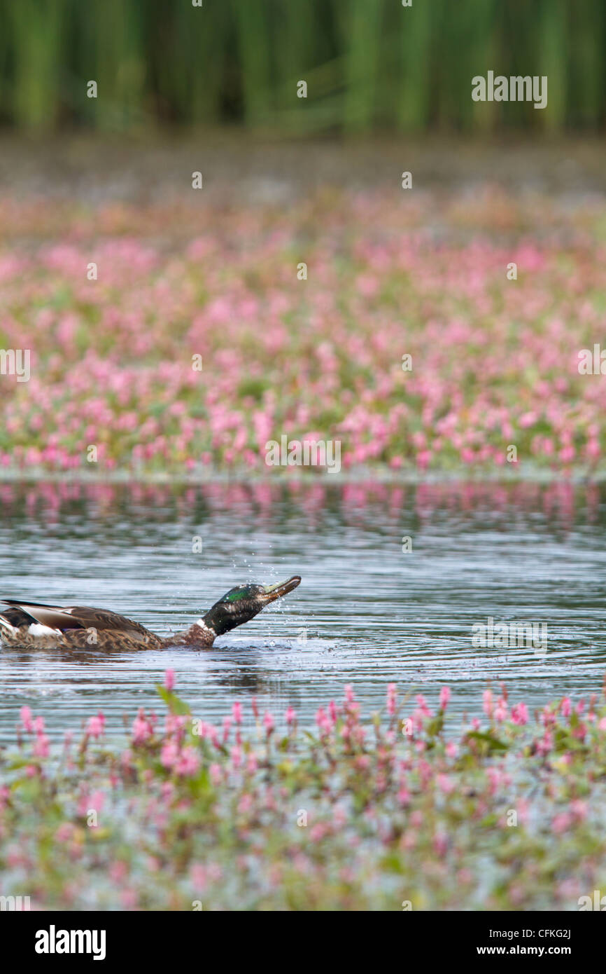 Mallard shaking dry in pond full of pink flowers Stock Photo