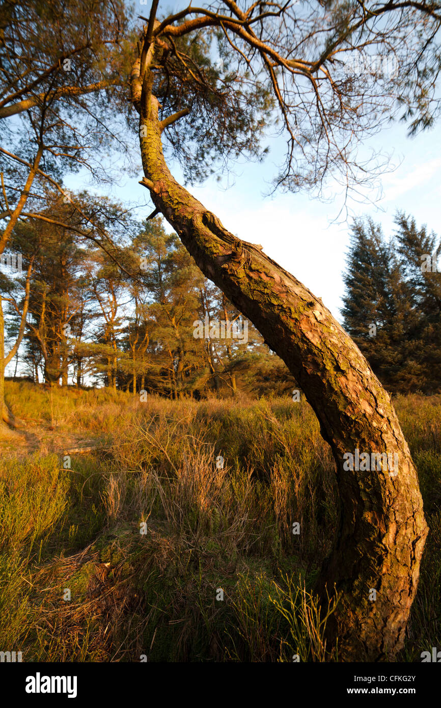 Contorted tree. Stock Photo