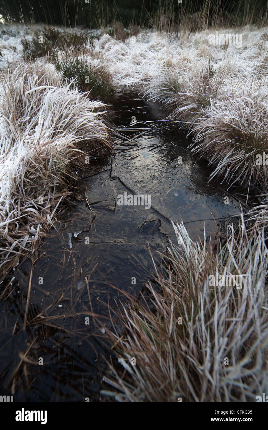 Frozen marshy ground. Stock Photo