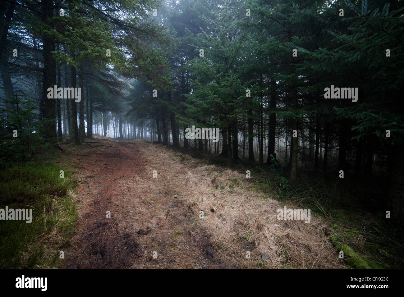 Path through a pine forest. Stock Photo