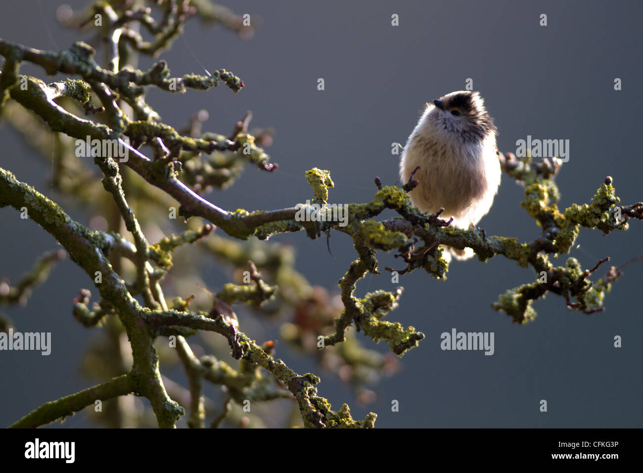 Long-tailed Tit on gnarled branch Stock Photo