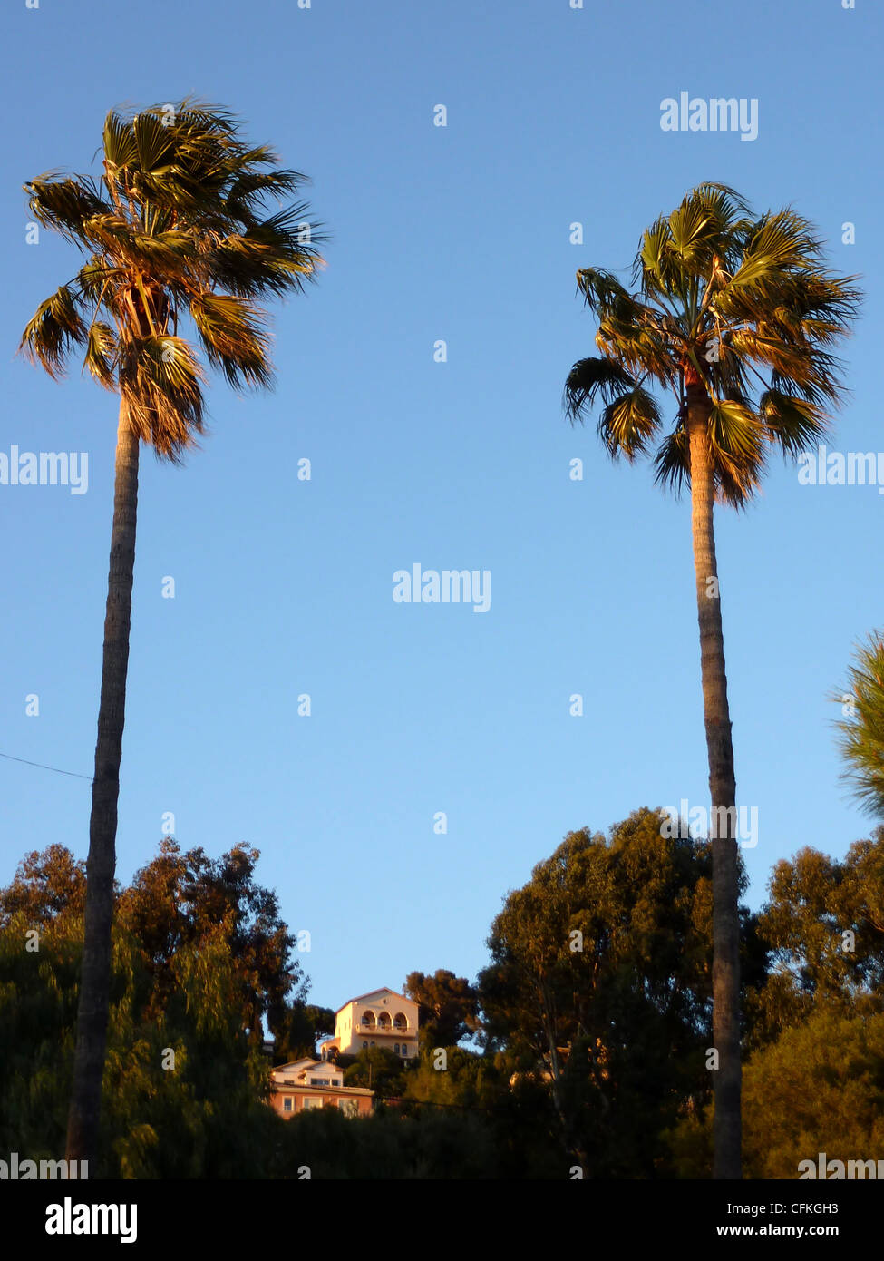 Two big palm trees over vegetation and houses by beautiful sunset Stock ...