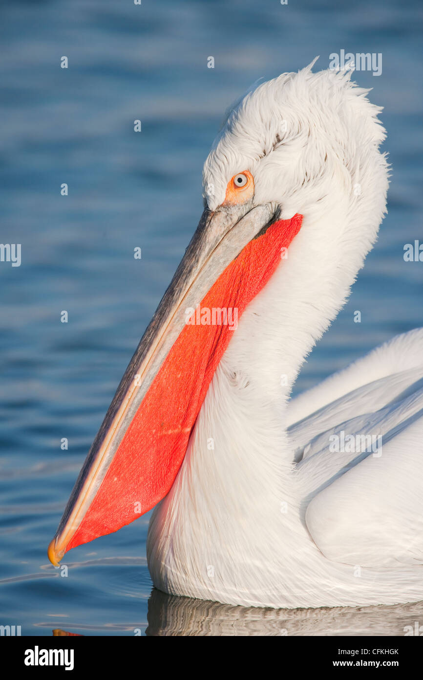 Dalmatian Pelican - close up showing head detail Pelecanus crispus Lake Kerkini Greece BI021388 Stock Photo