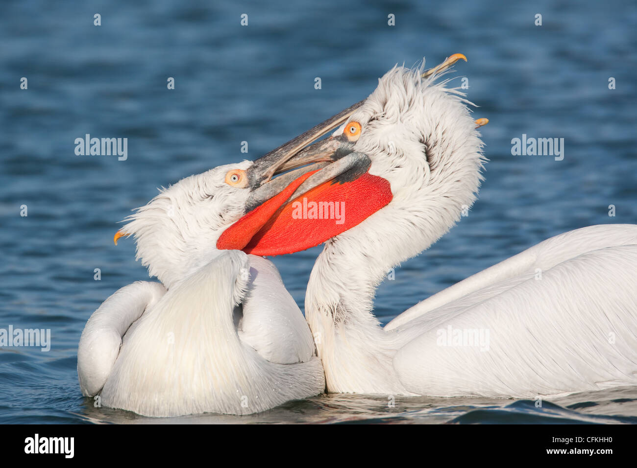 Dalmatian Pelican - males fighting Pelecanus crispus Lake Kerkini Greece BI021418 Stock Photo