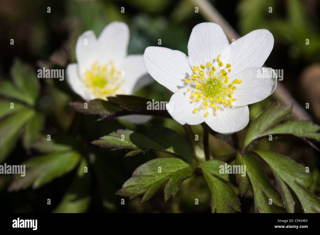 Two Wood Anemones (Anemone nemorosa), among the first flowers in spring. Stock Photo