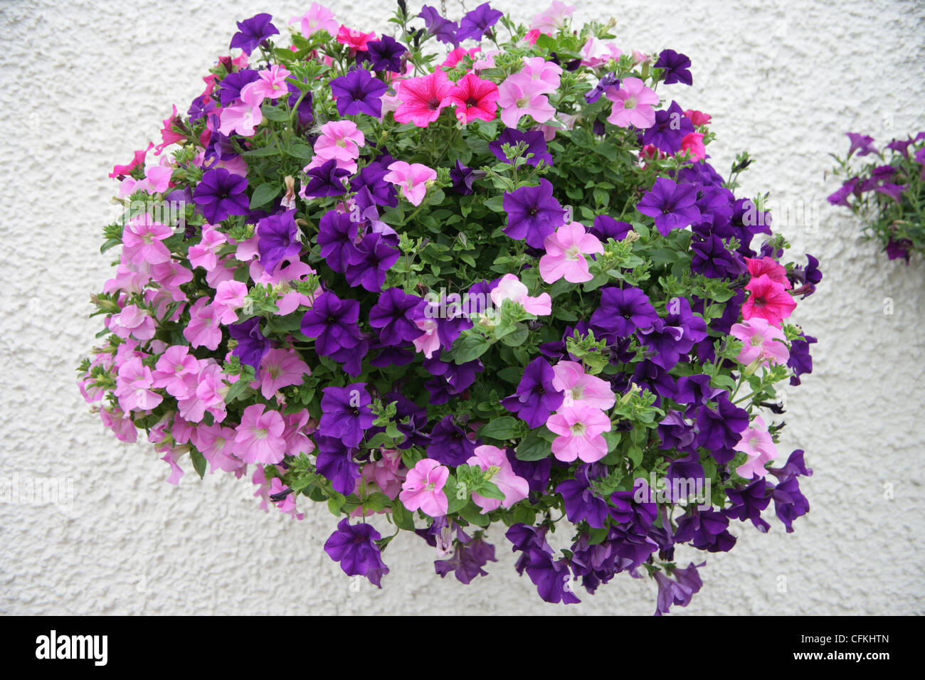 petunias in a hanging basket Stock Photo - Alamy
