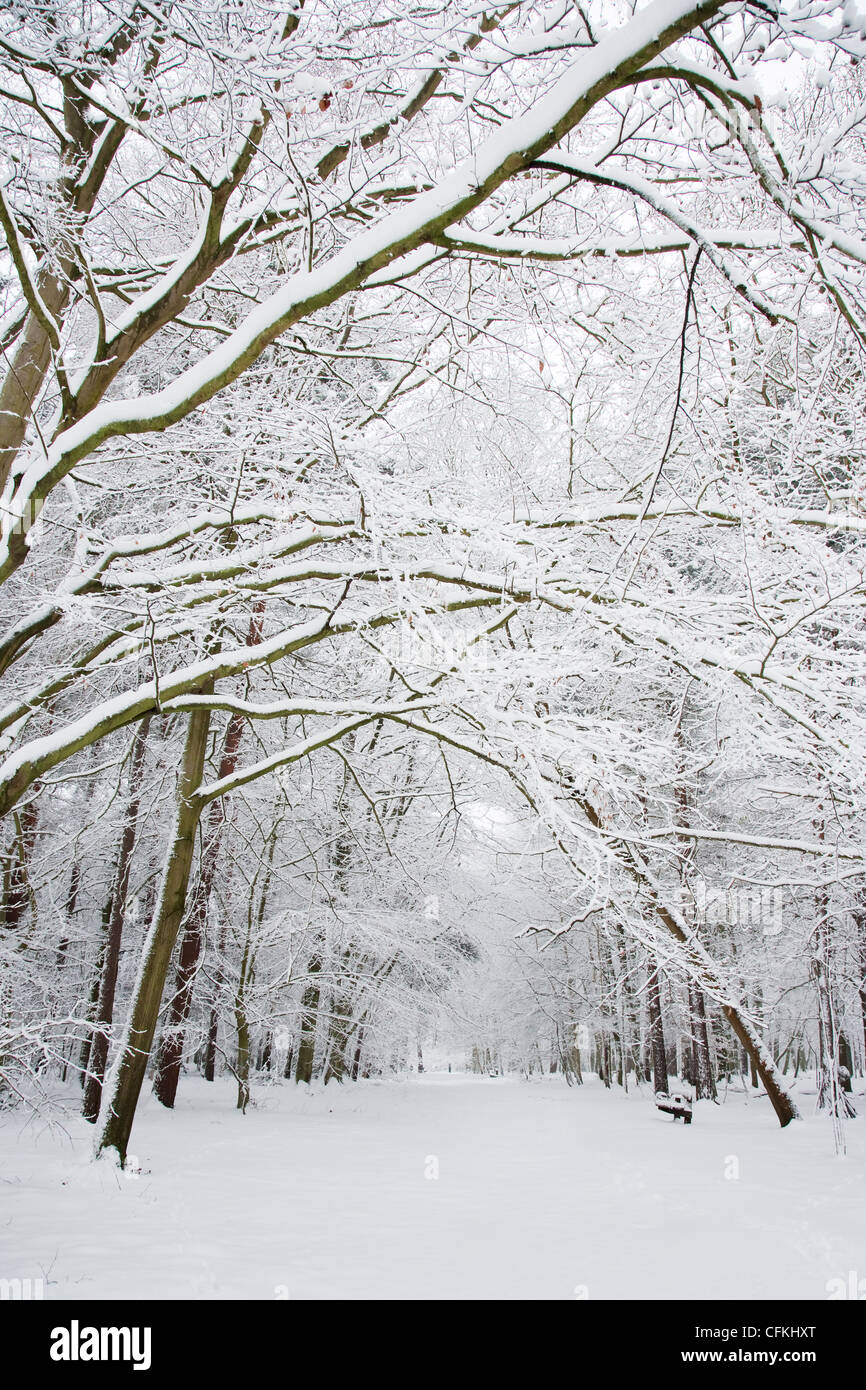 Winter woodland with snow Brentwood Essex, UK LA005555 Stock Photo