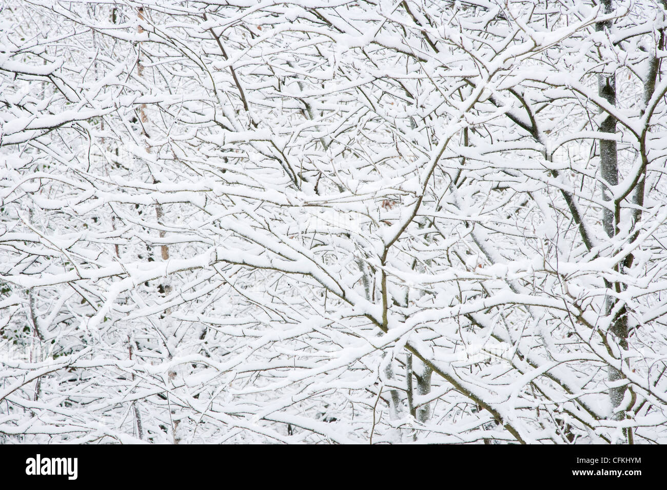 Winter woodland with snow Brentwood Essex, UK LA005559 Stock Photo