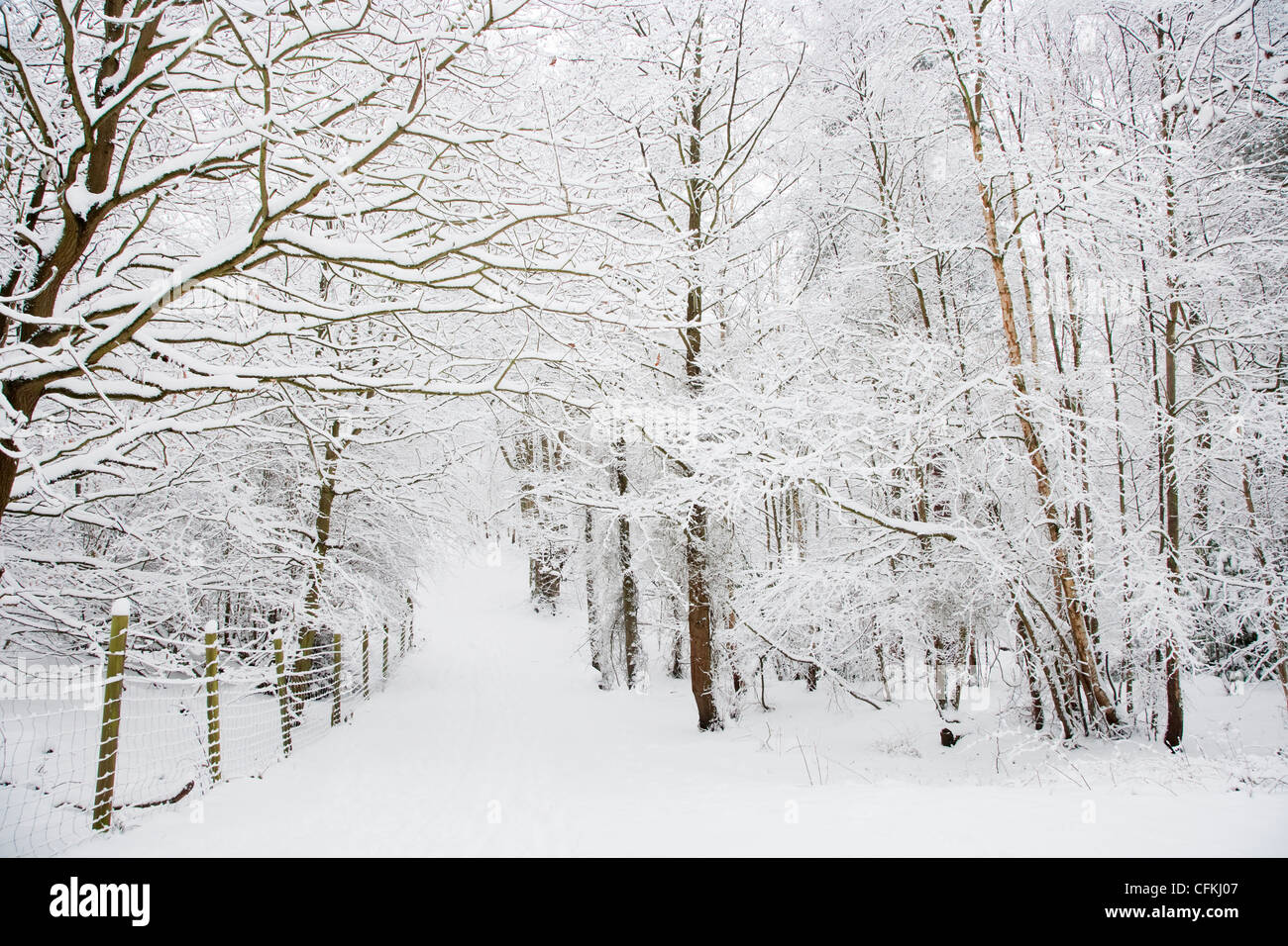 Winter woodland with snow Brentwood Essex, UK LA005560 Stock Photo