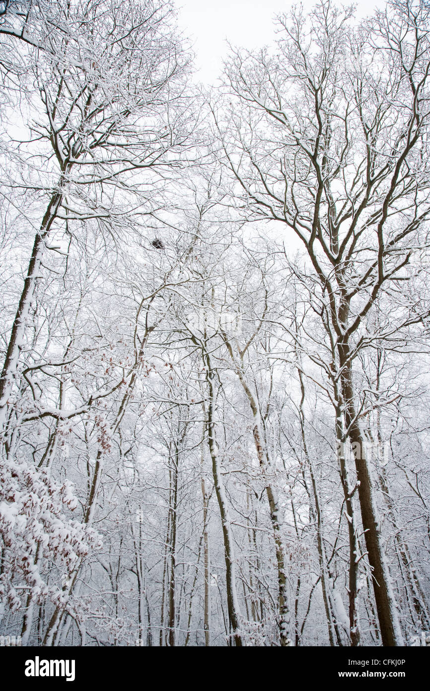 Winter woodland with snow Brentwood Essex, UK LA005564 Stock Photo