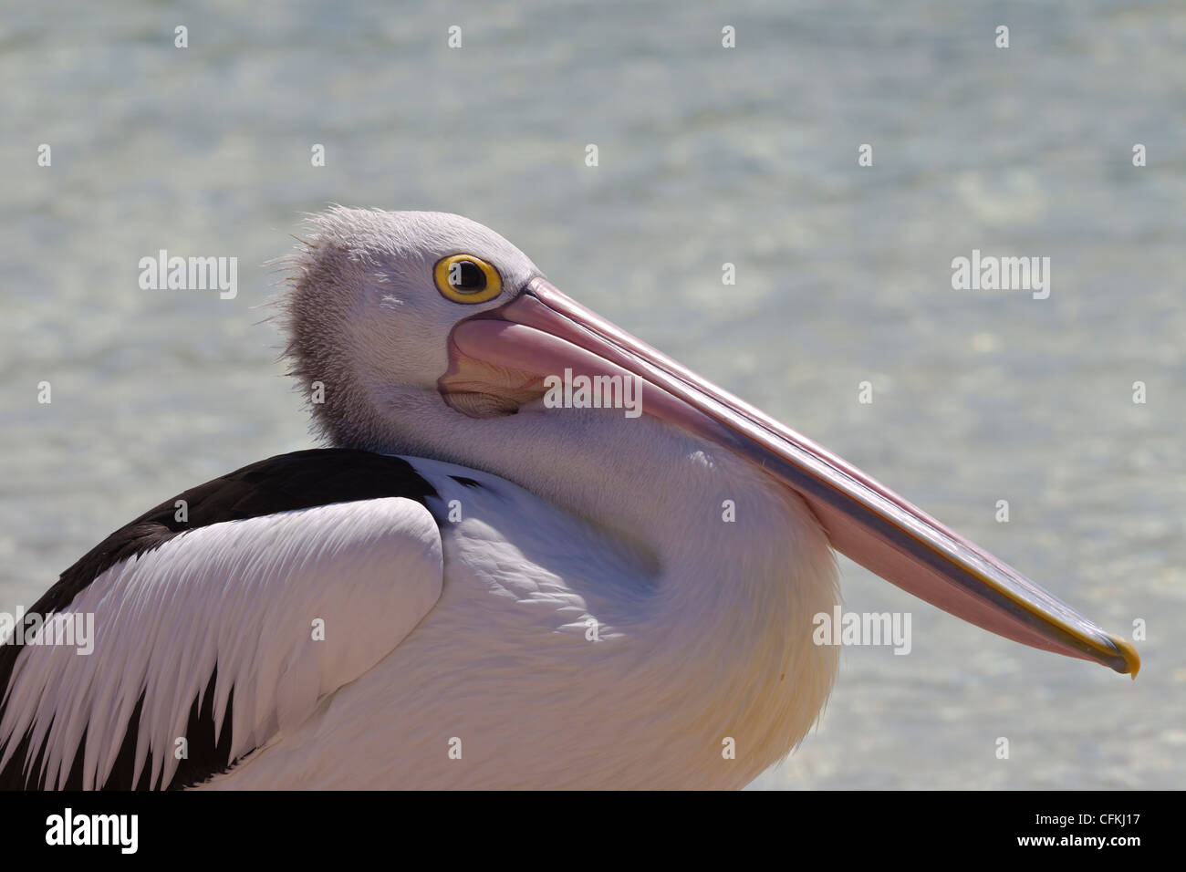 Australian Pelican. Pelecanus conspicillatus. Stock Photo