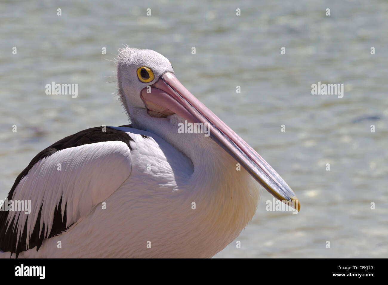 Australian Pelican. Pelecanus conspicillatus. Stock Photo