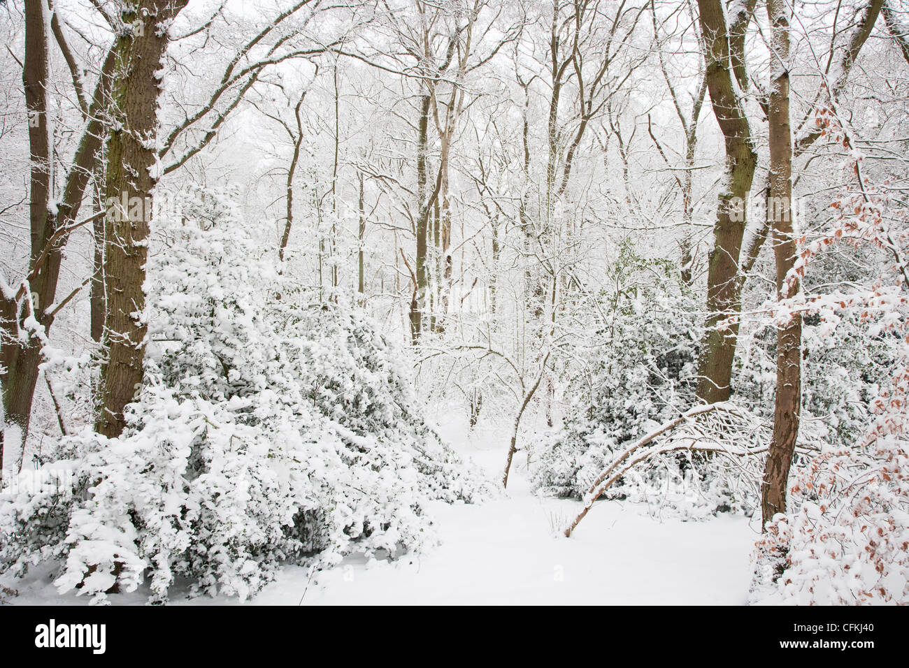 Winter woodland with snow Brentwood Essex, UK LA005566 Stock Photo