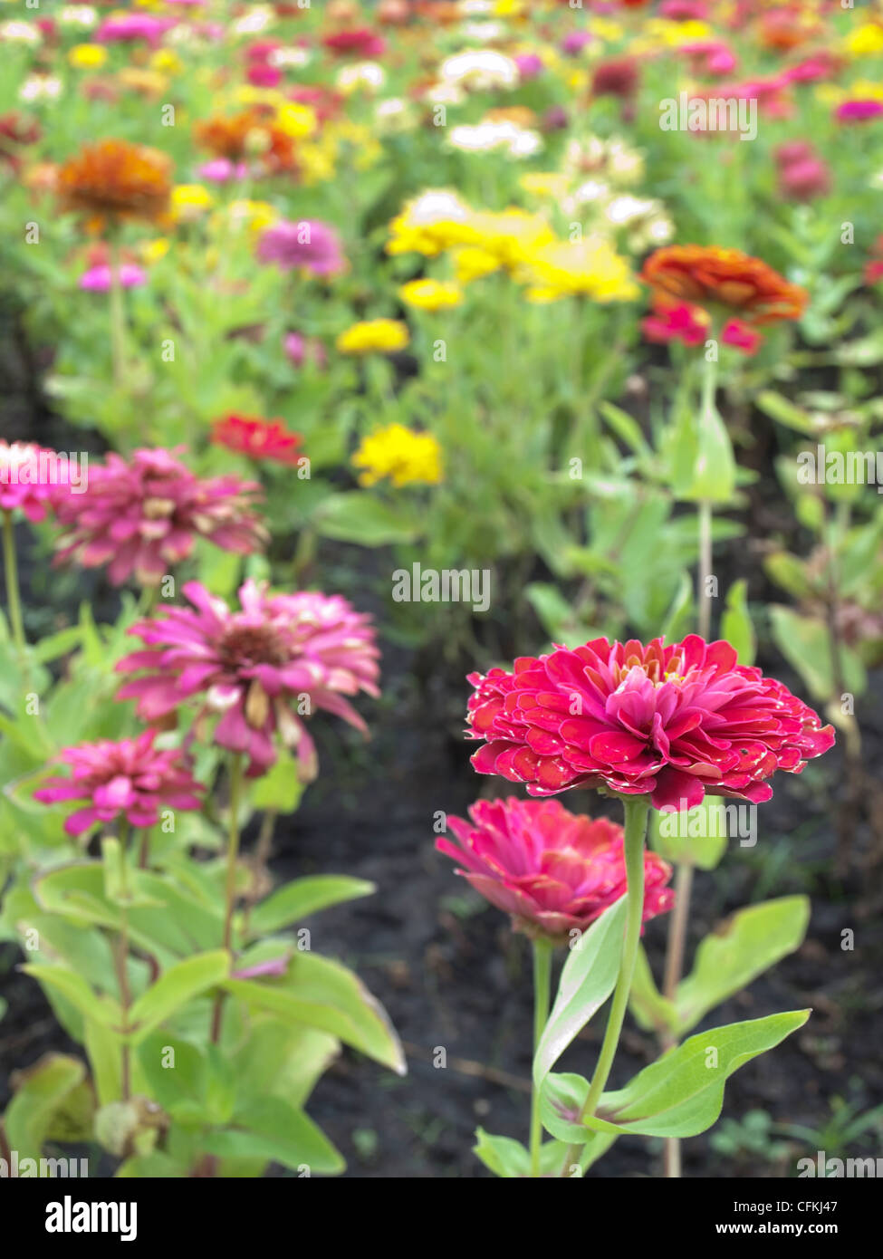 Field of Zinnia violacea flowers Stock Photo - Alamy