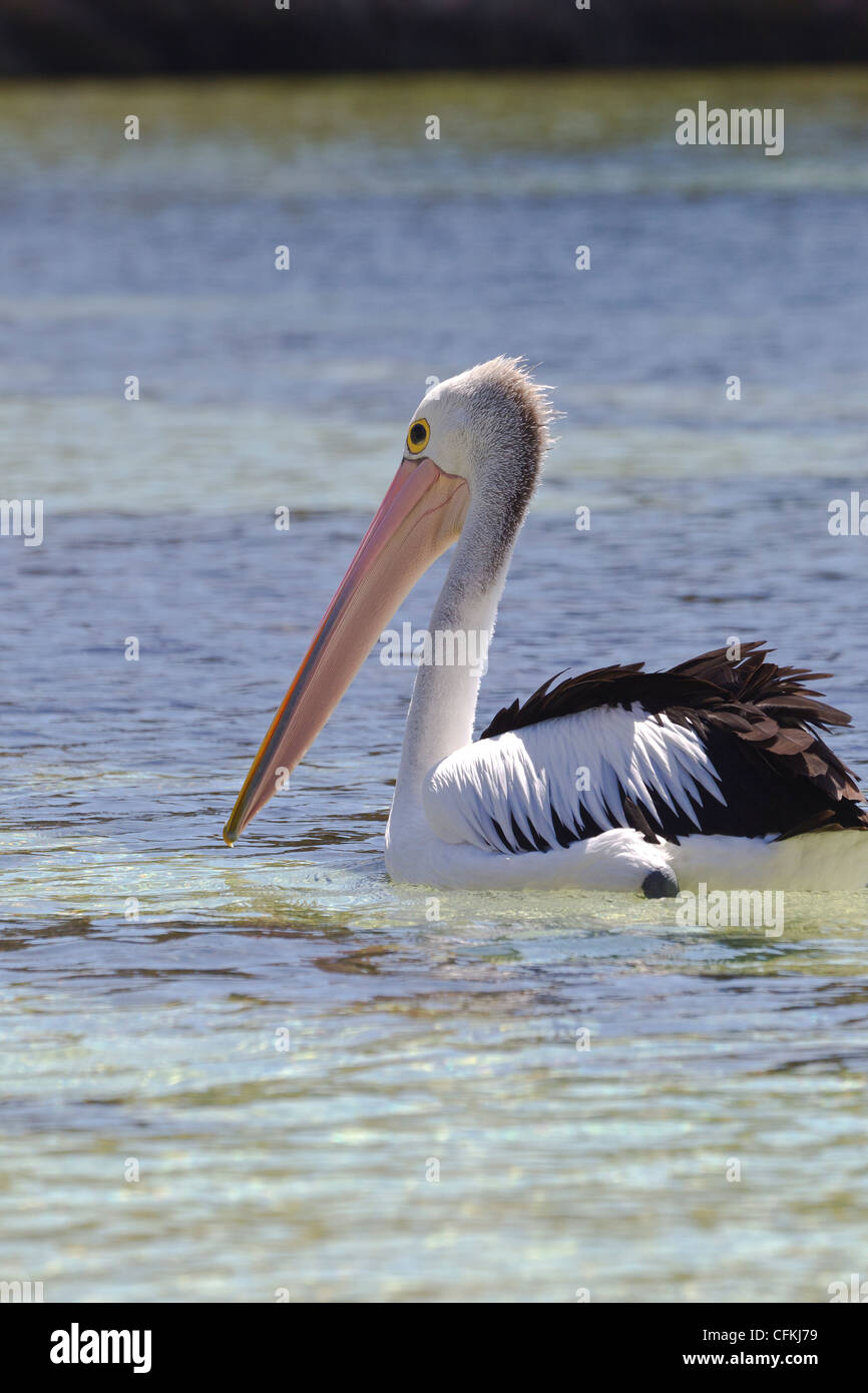 Australian Pelican. Pelecanus conspicillatus. Stock Photo