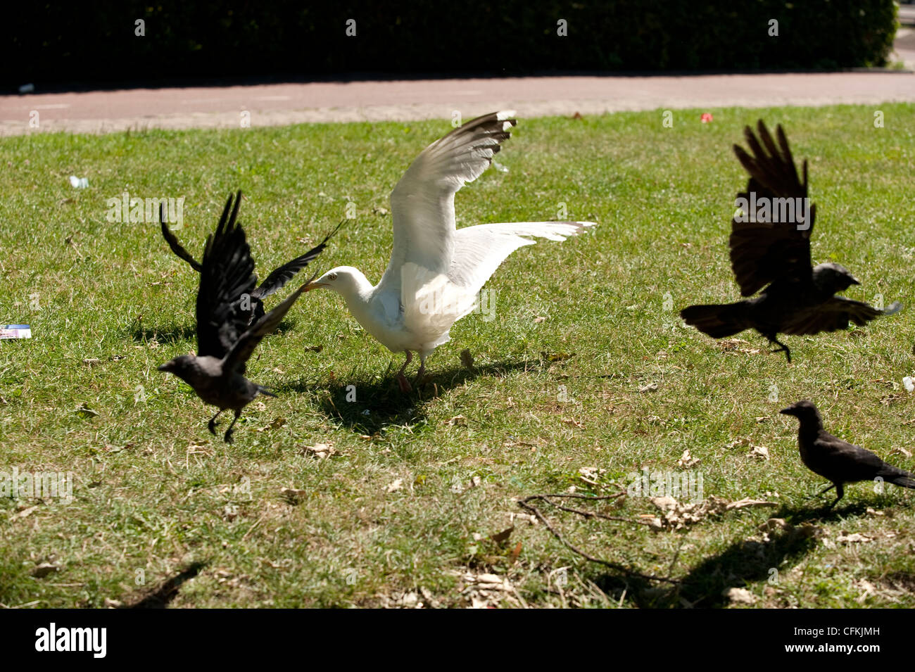 Seagull scaring away Black Crows Europe EU Stock Photo