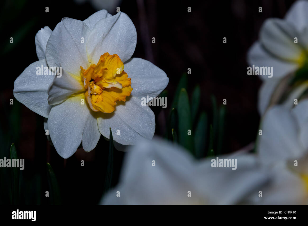 March Flower (Daffodil Stock Photo Alamy