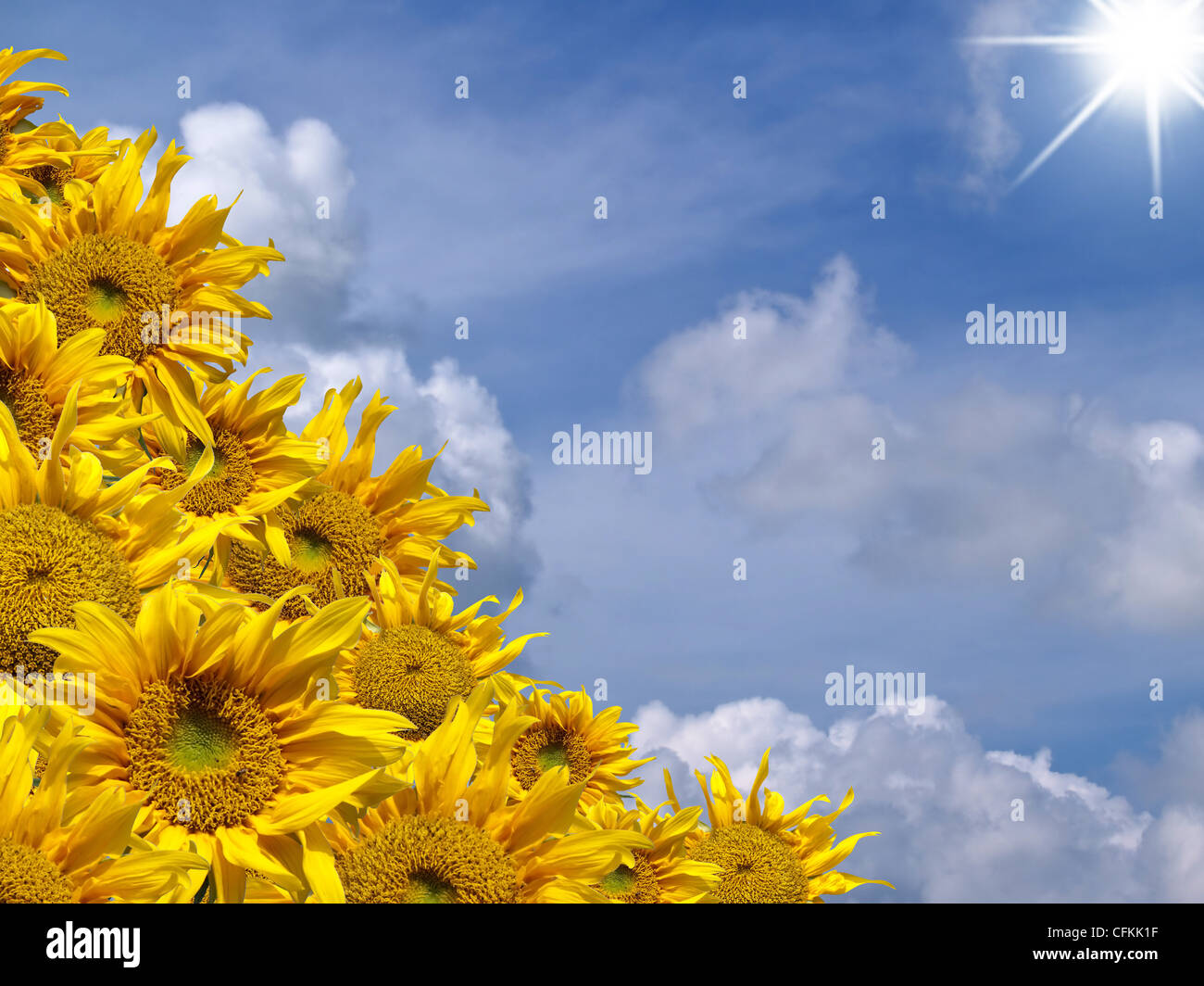 Sunflowers with sky Stock Photo