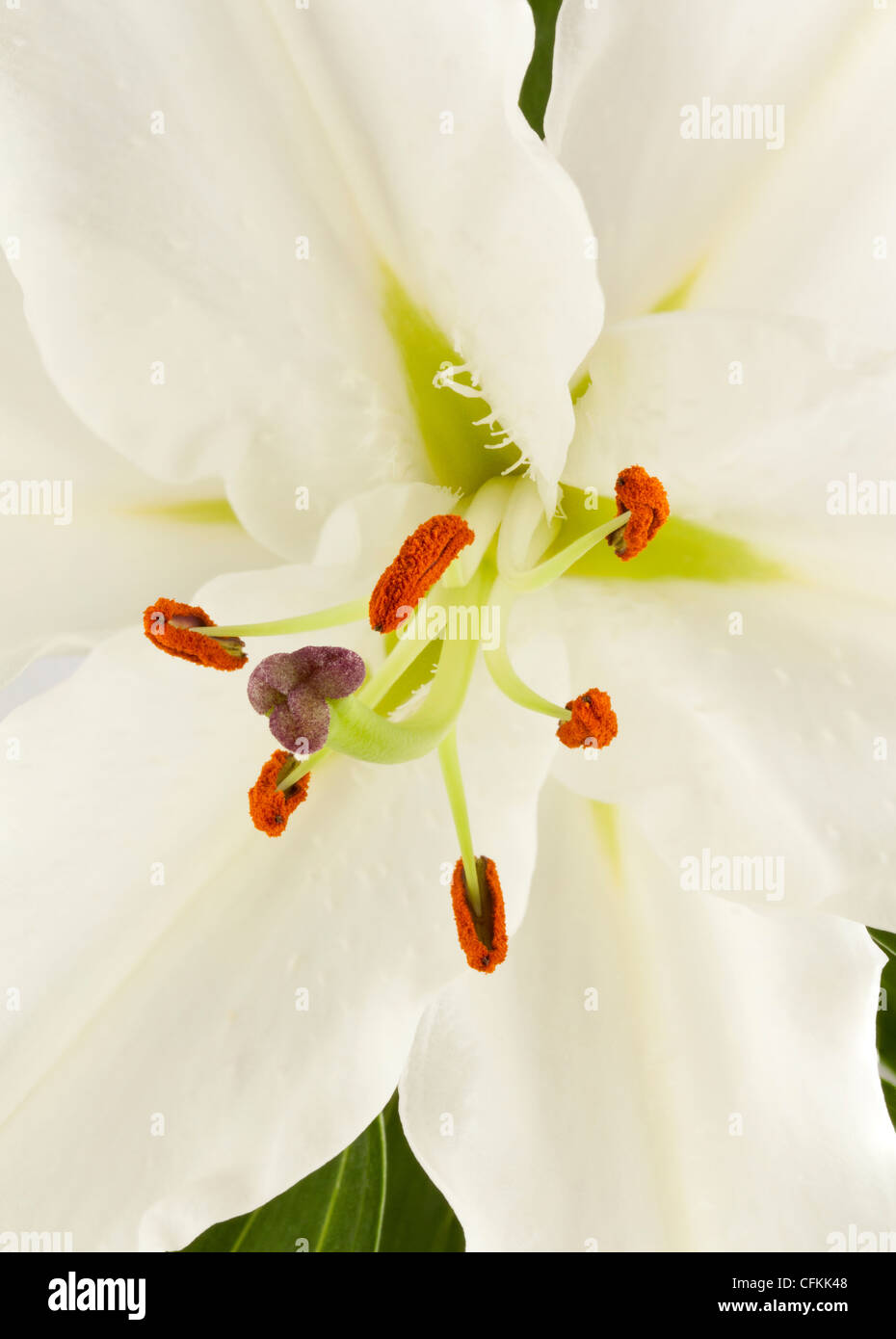 A white Lily flower Stock Photo