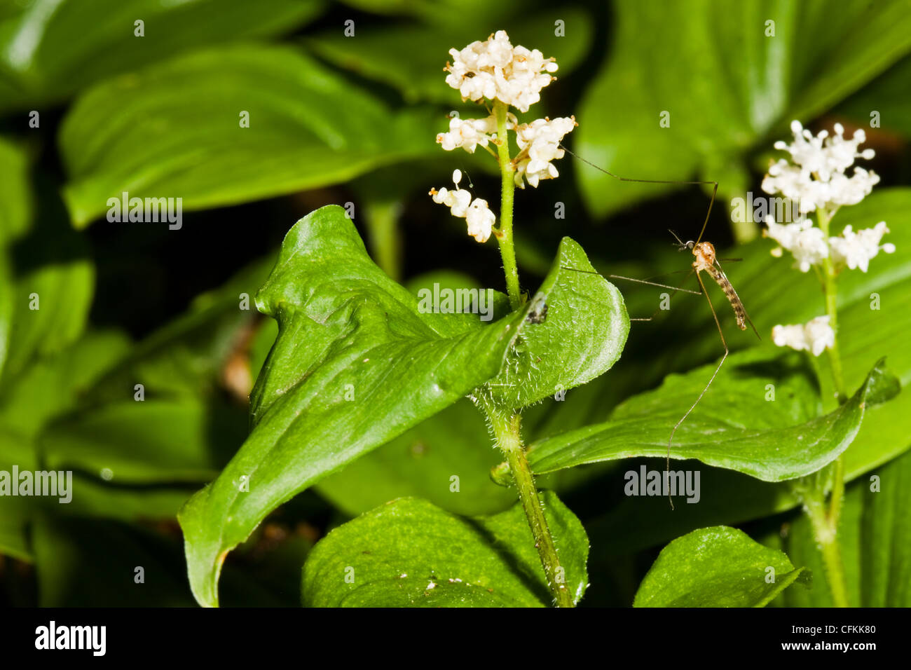 Mosquito resting on False lily of the valley Stock Photo