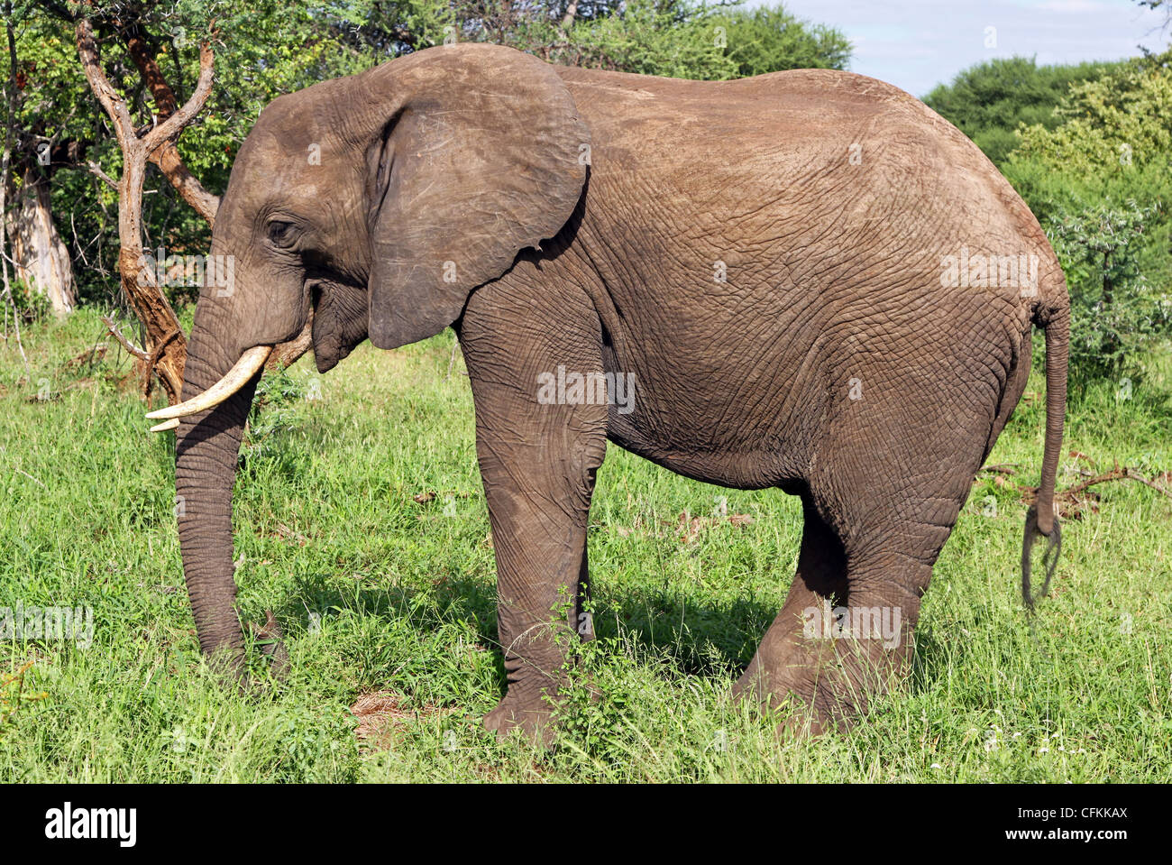 Elephant, wildlife in South Africa, Elephantidae Stock Photo