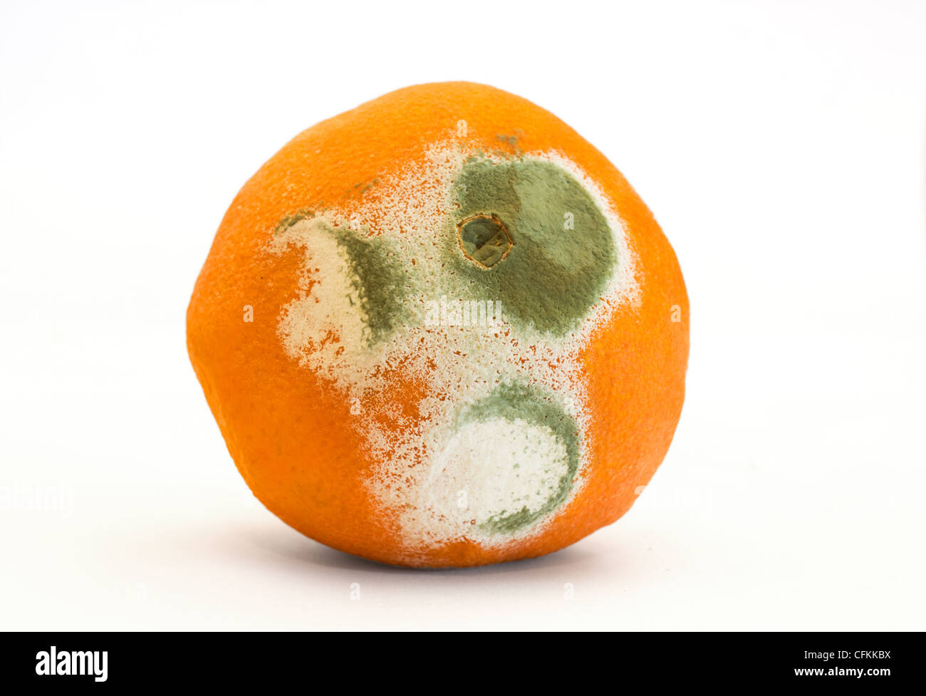 An orange, covered with grey and green mold Stock Photo