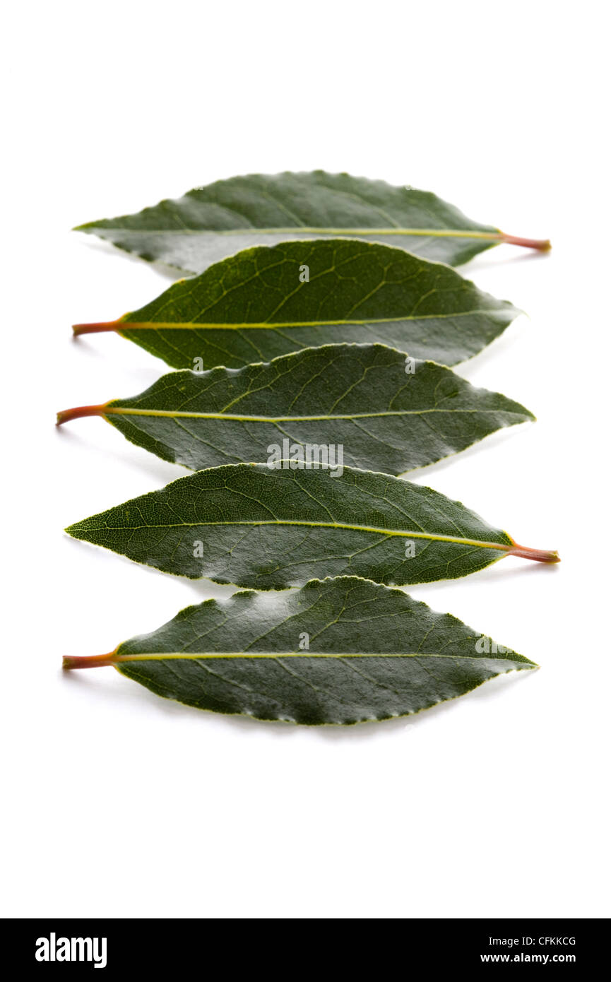 culinary bay leaves isolated on a white background Stock Photo