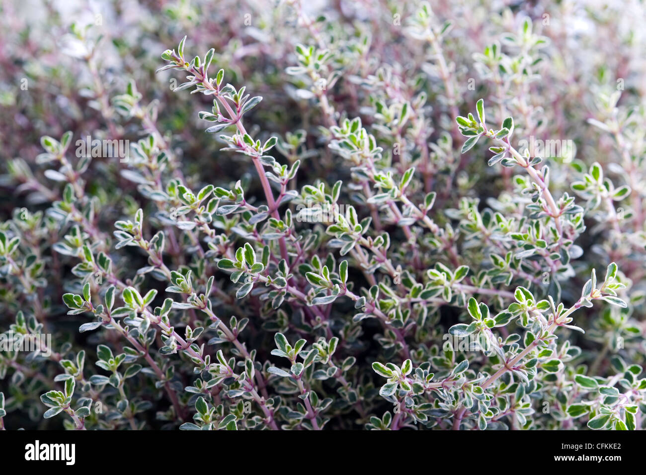 thyme silver queen growing Stock Photo