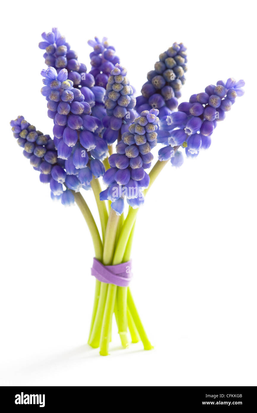 muscari or grape hyacinth isolated on a white background Stock Photo