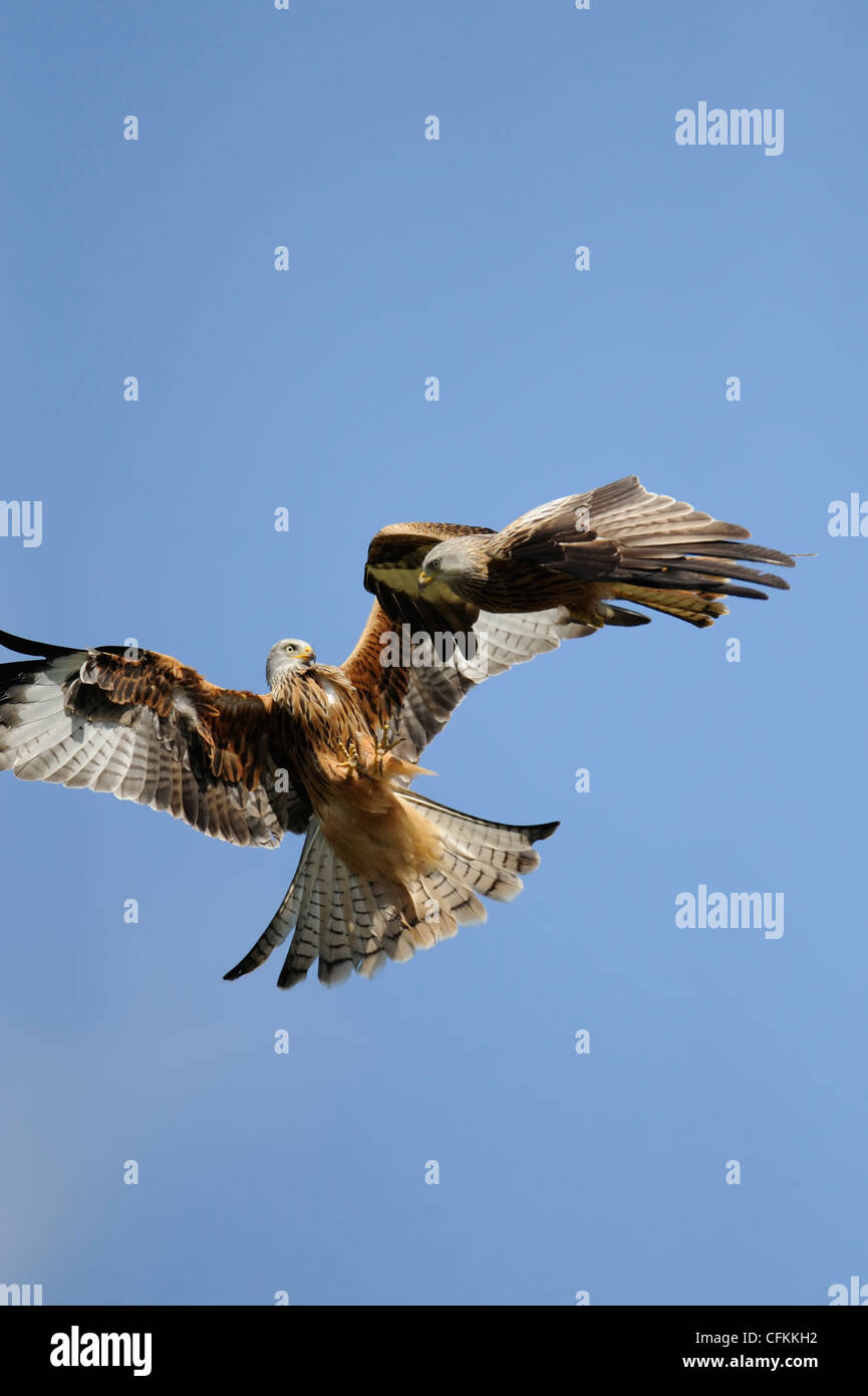 two red kites tussle mid-air (portrait format) Stock Photo