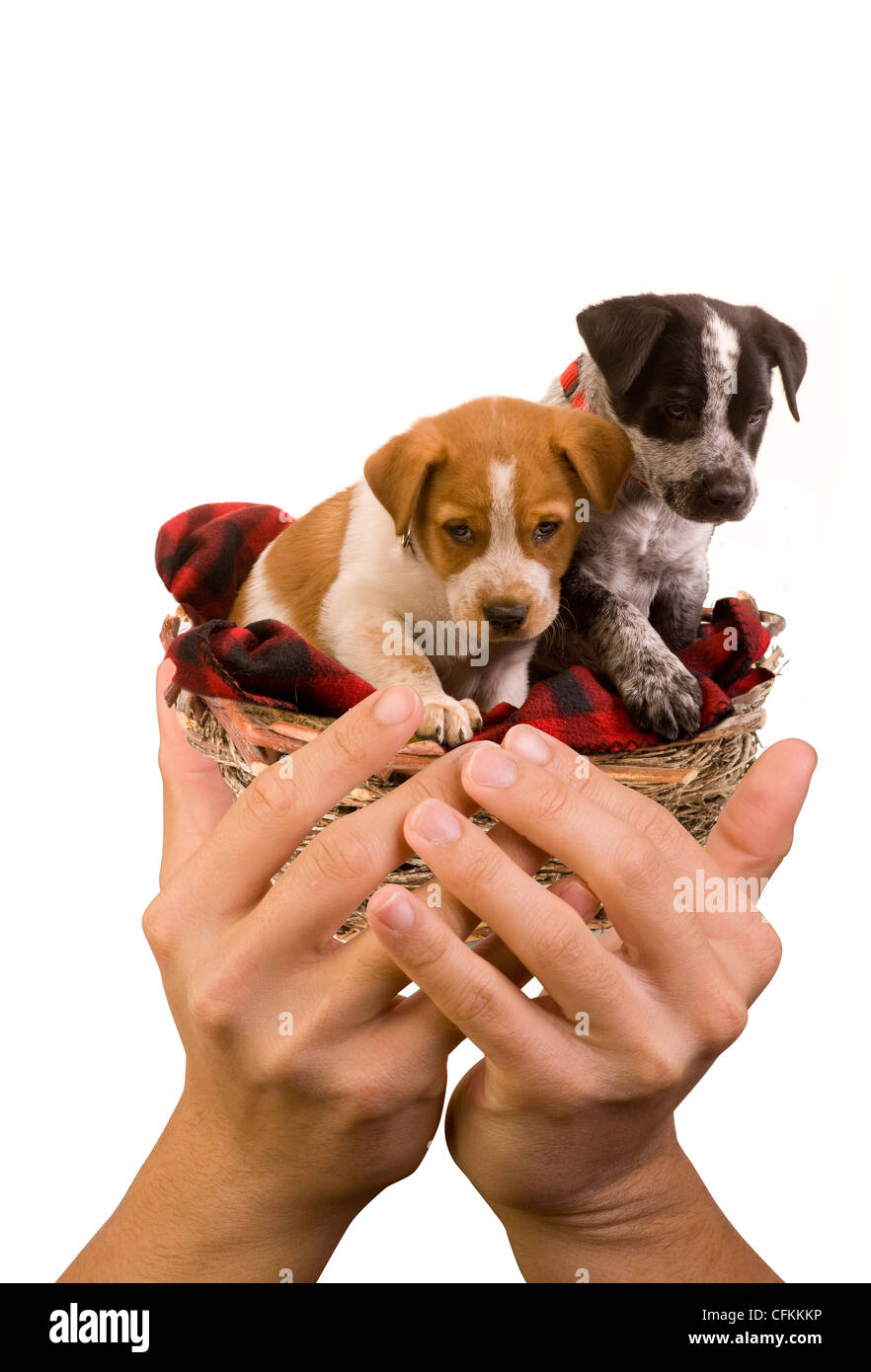 Puppies in Hand. Stock Photo