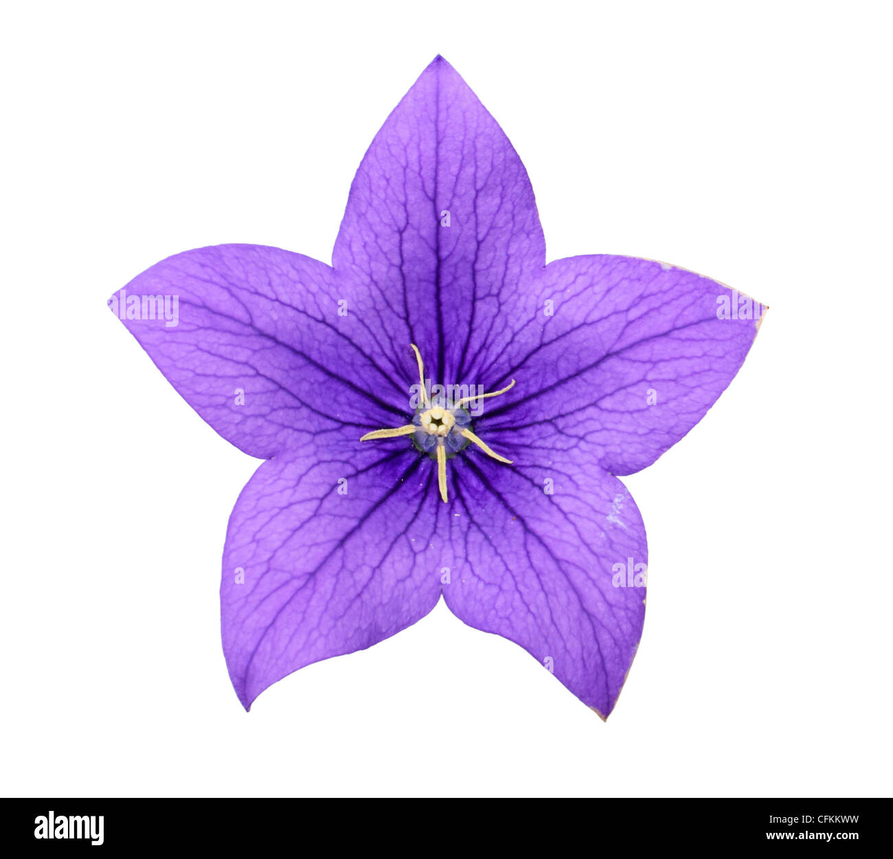 Bluebell flower campanula isolated on white Stock Photo - Alamy