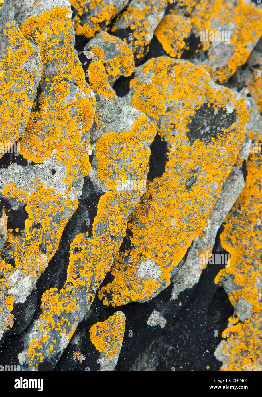 Yellow lichen on a rock Stock Photo