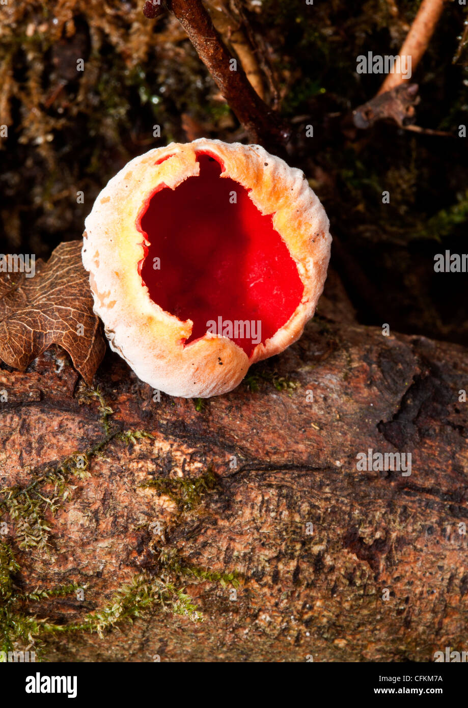 Orange Peel Fungus growing on log in a wood in Northamptonshire Stock Photo