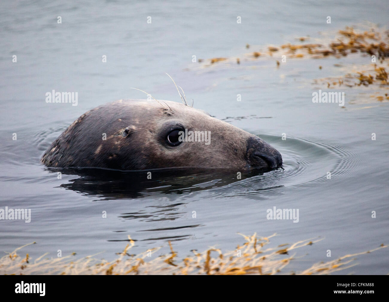 Grey seal photographed in the waters off of the Isle of Colonsay, Scotland Stock Photo