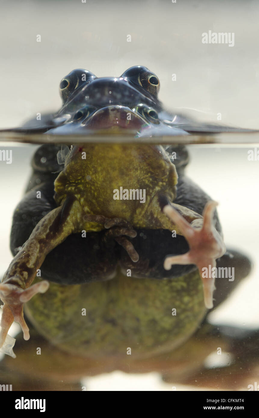 Common frogs mating Stock Photo Alamy