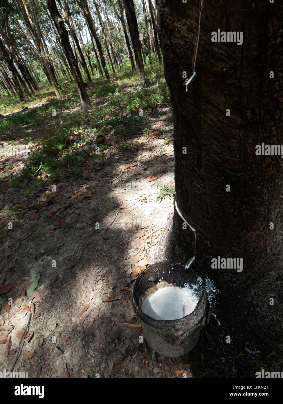 Latex trees plantation Stock Photo