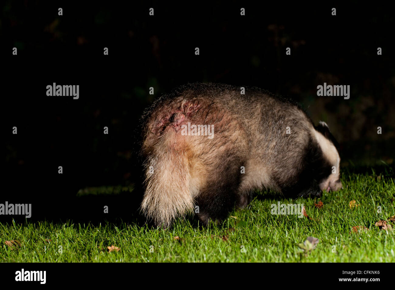 Badger showing bite wounds from fighting with other badgers Stock Photo