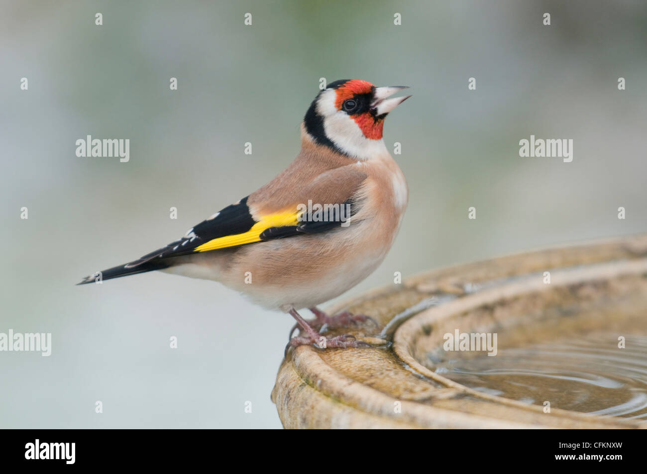 Goldfinch perched on edge of birdbath drinking, Hastings, Sussex, UK Stock Photo
